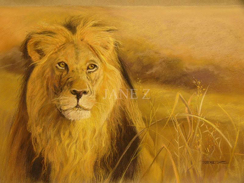 Lion pastel drawing by Jane Z