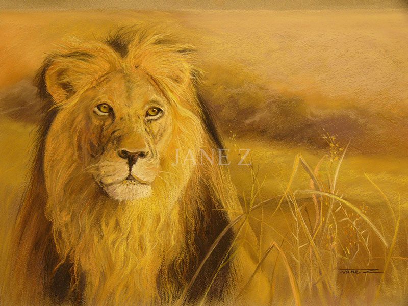 Jane Z 3 Lion pastel drawing by Jane Z