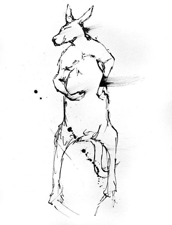 ink drawing of an Australian kangaroo